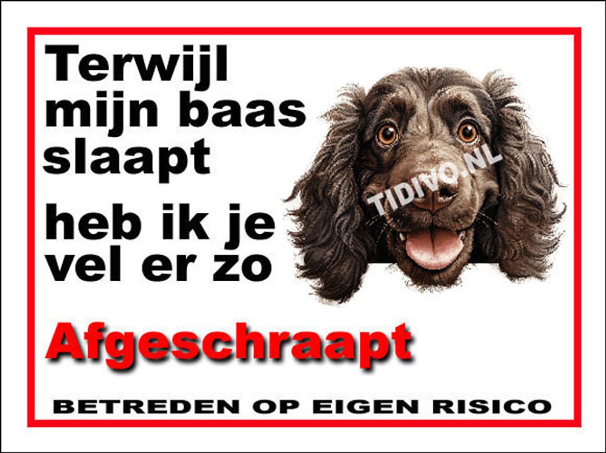 Boykin Spaniel 15