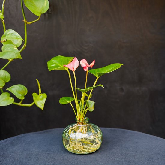 Nela | Anthurium | Hydroponie |Glas Groen | Bloem Roze