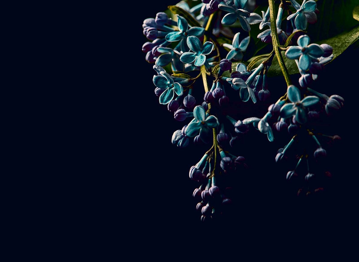 Fototapete Designwalls 2 DD123466 DarkFlowers2