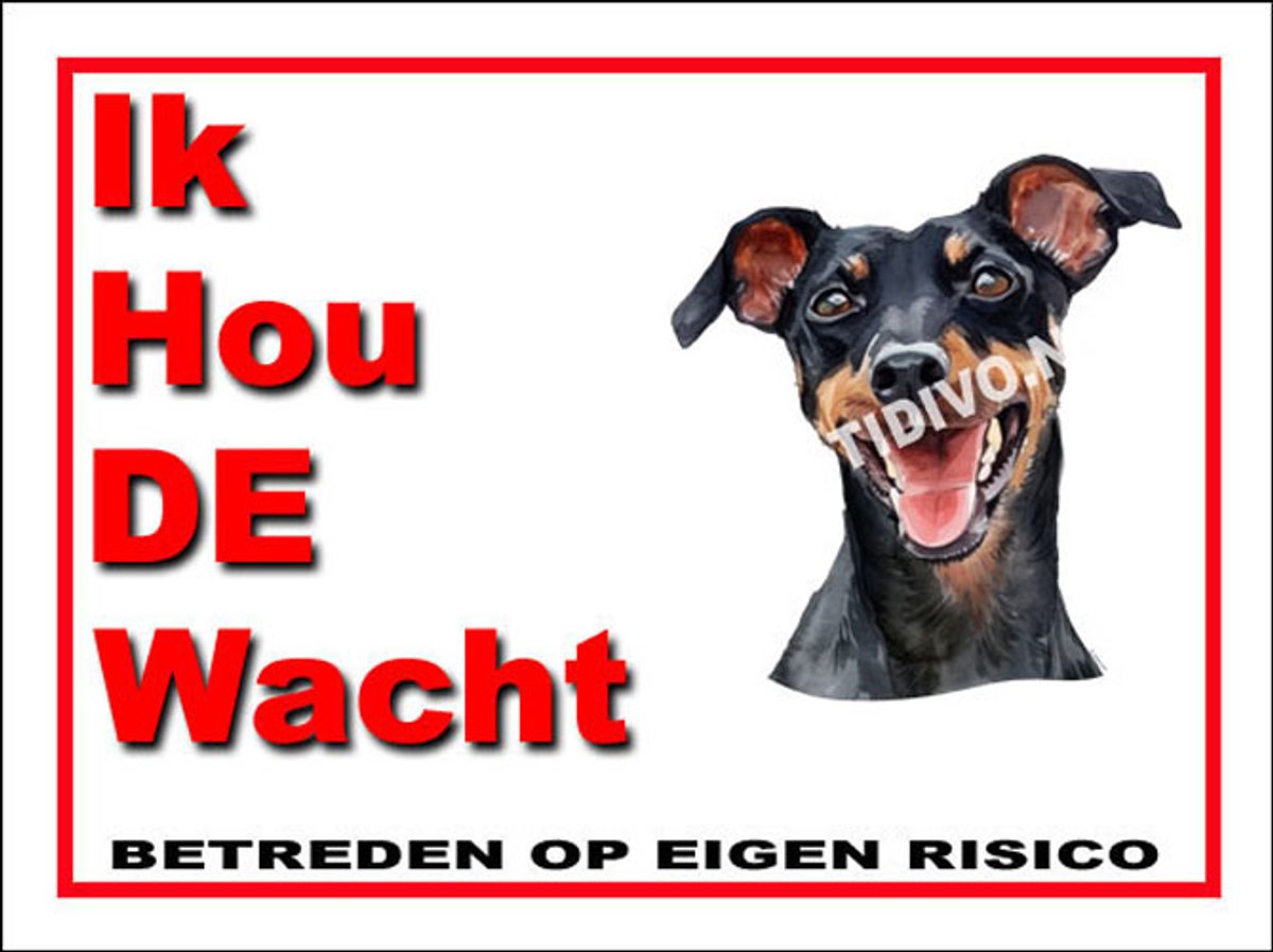 Manchester Terrier 7