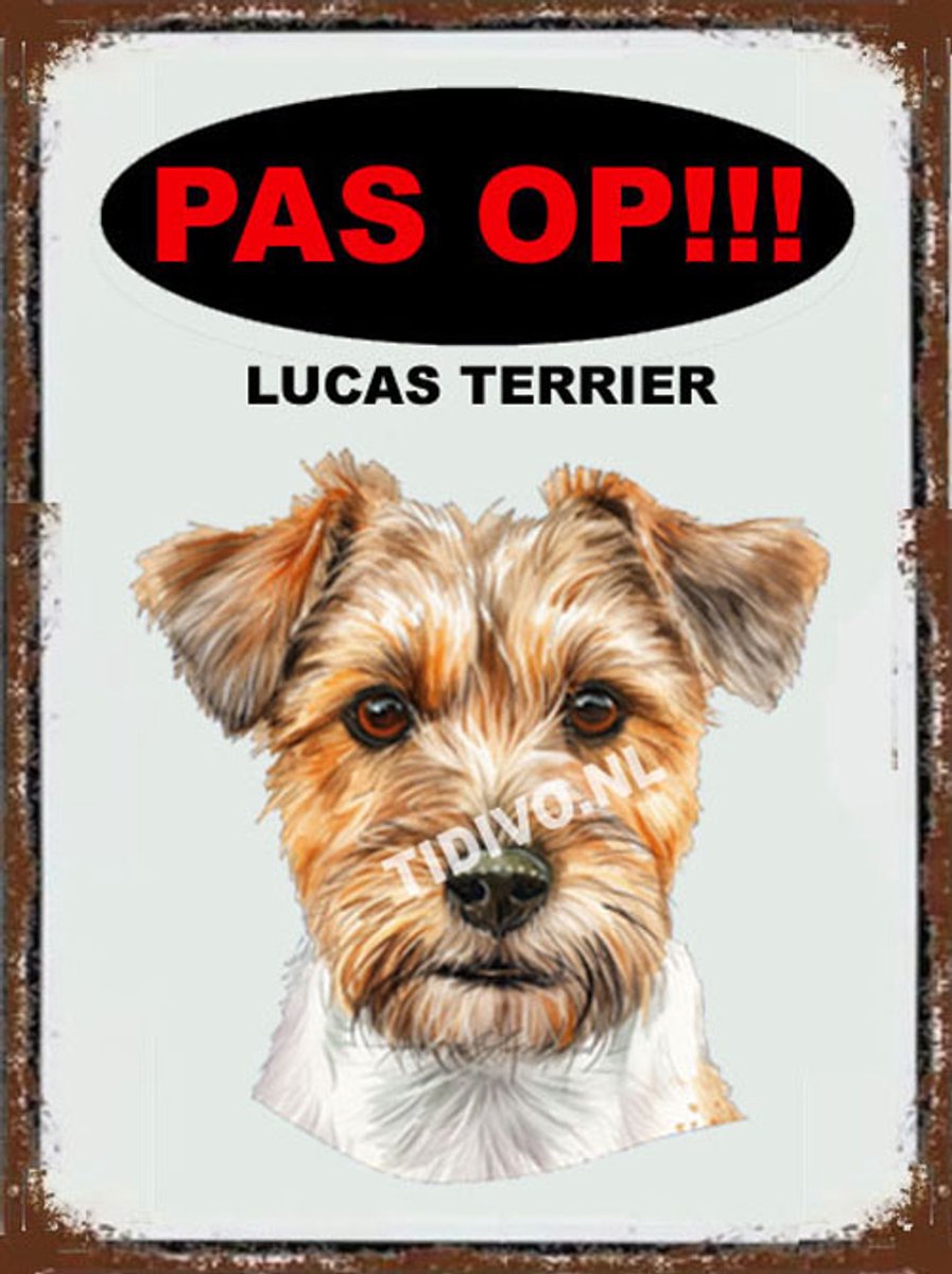 Lucas Terrier 17