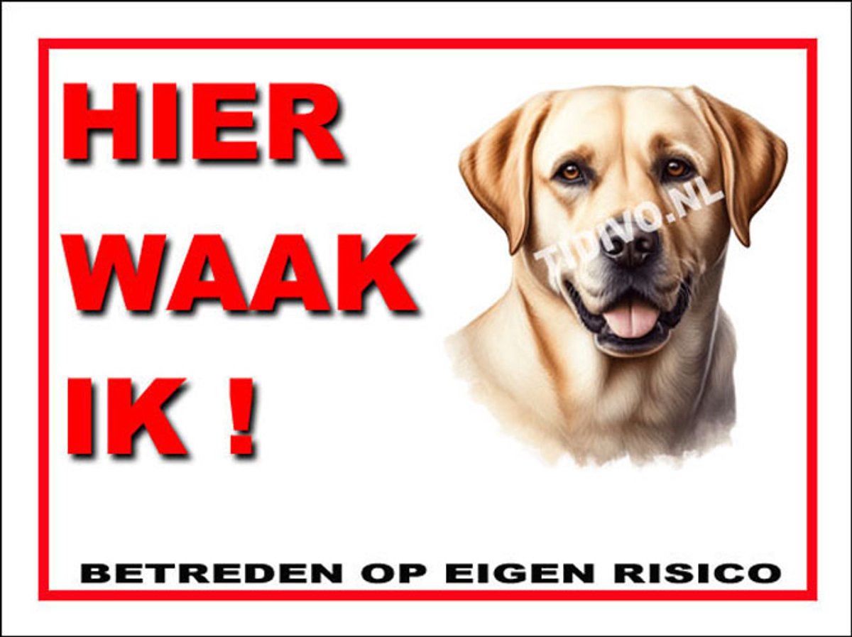 Labrador Retriever 3