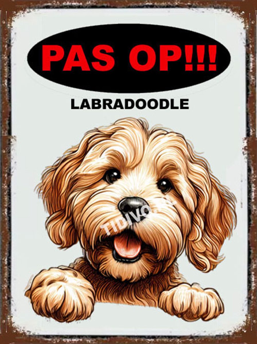 Labradoodle 17