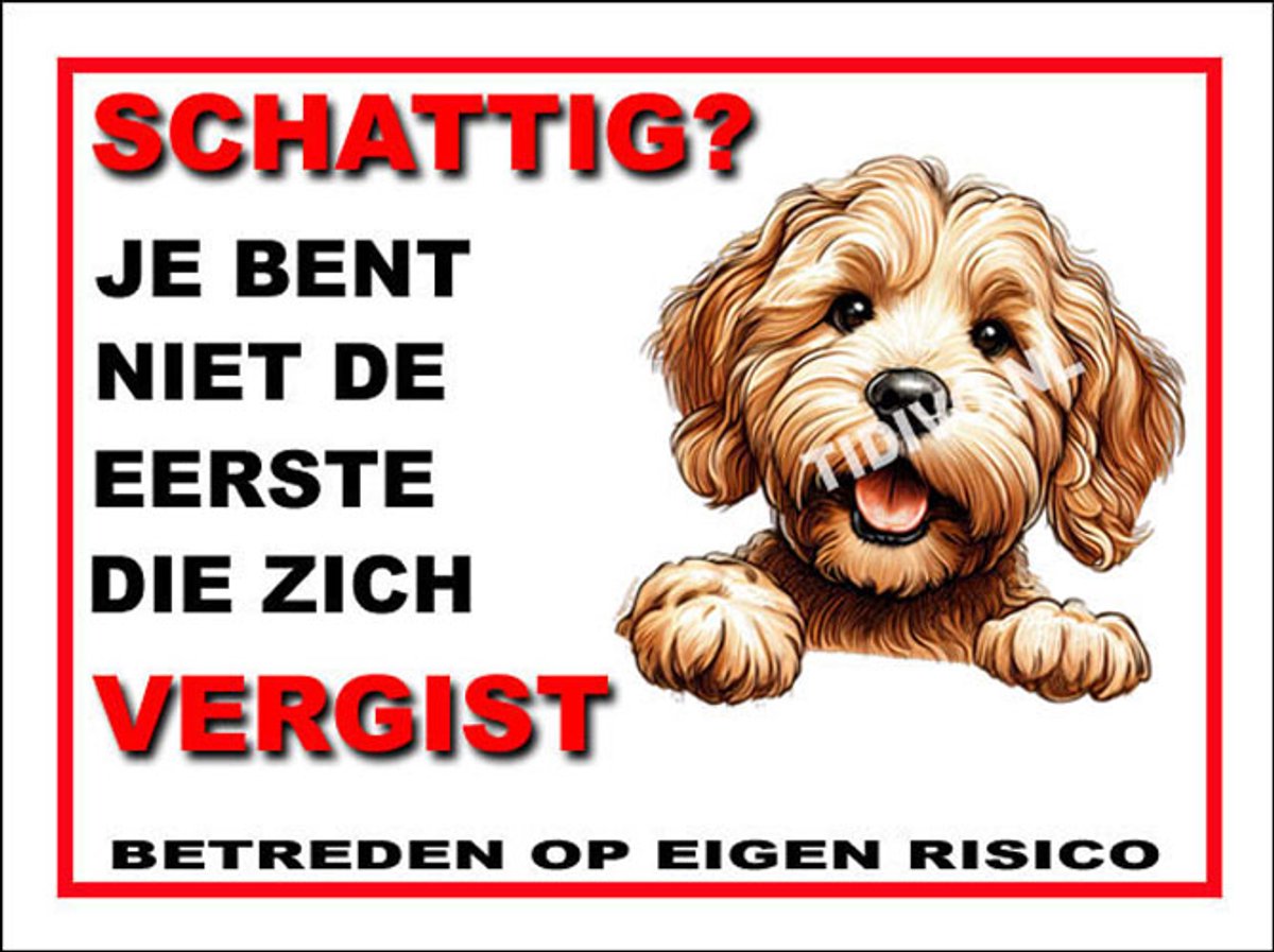 Labradoodle 14