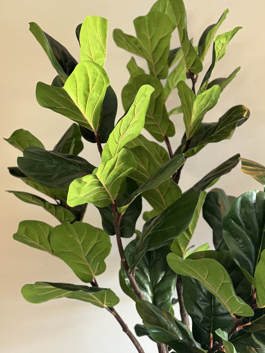 Zijden Ficus Lyrata – Kunstplant – 200 cm – Vioolblad – Onderhoudsvrij
