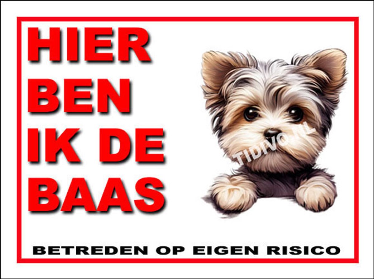 Morkie 3