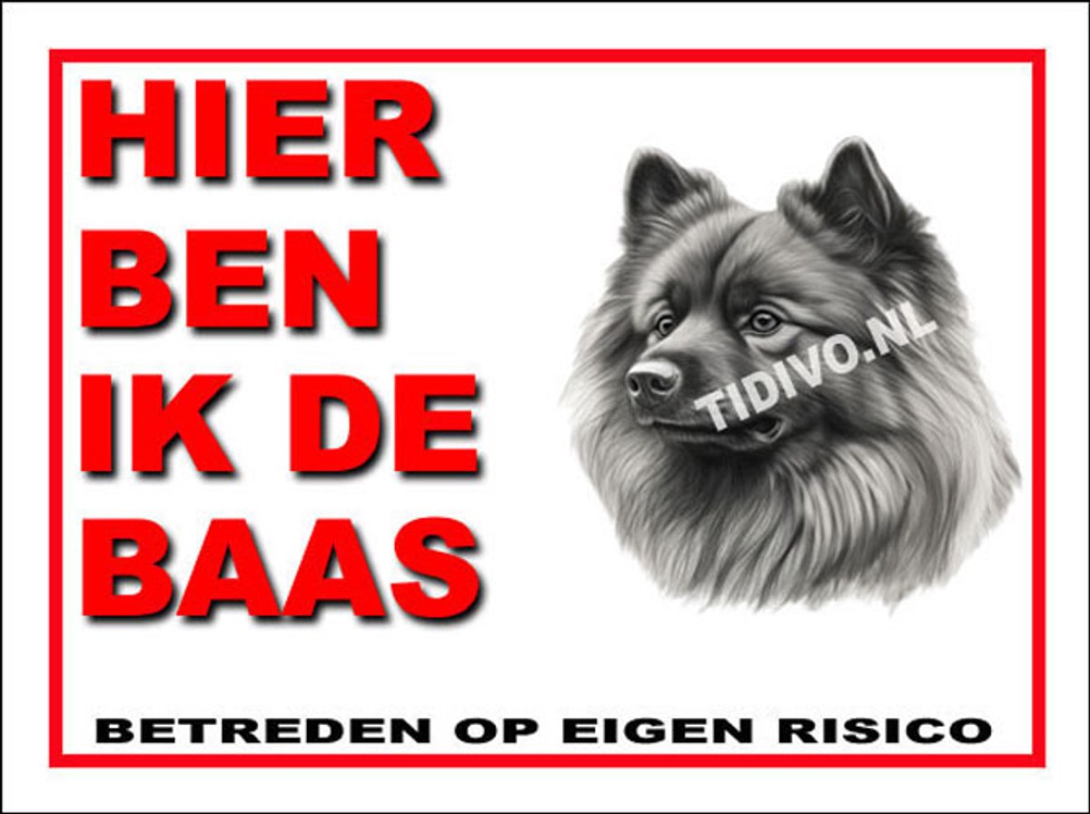 Keeshond 2