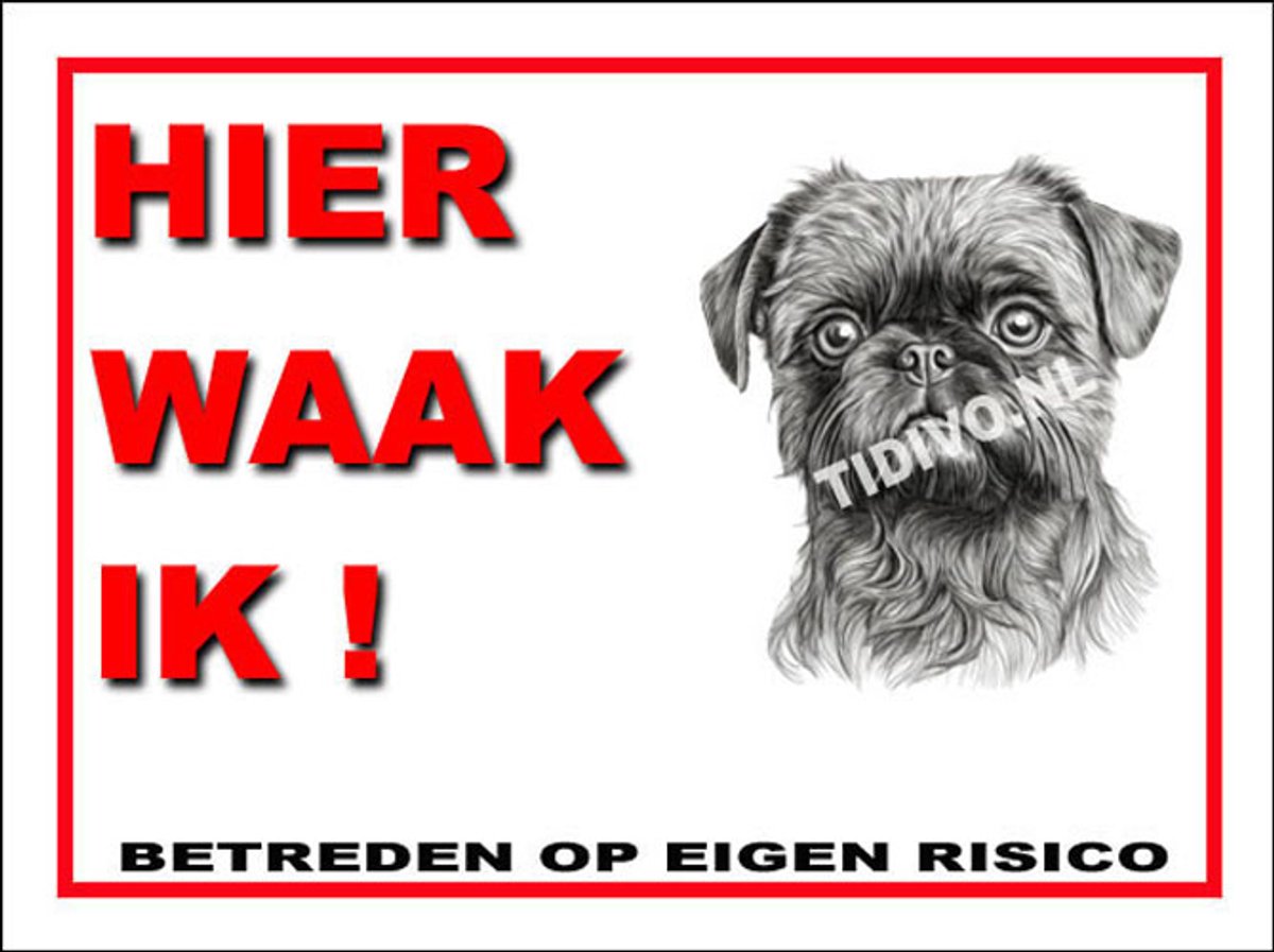 Griffon Brusselse 3