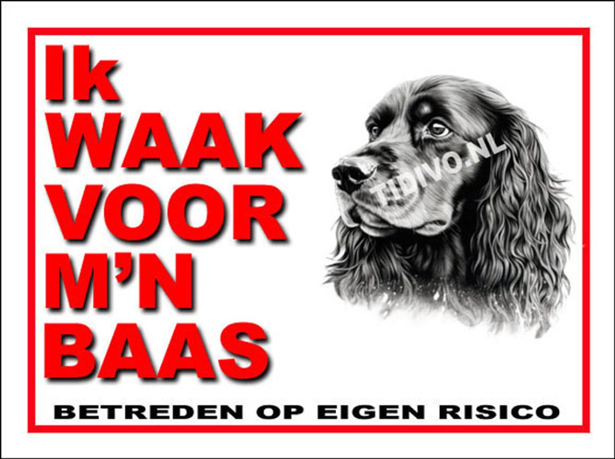 Ierse Water Spaniel 9