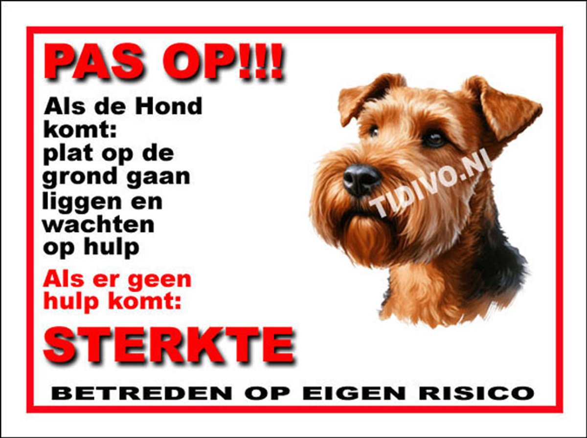 Ierse Terrier 12