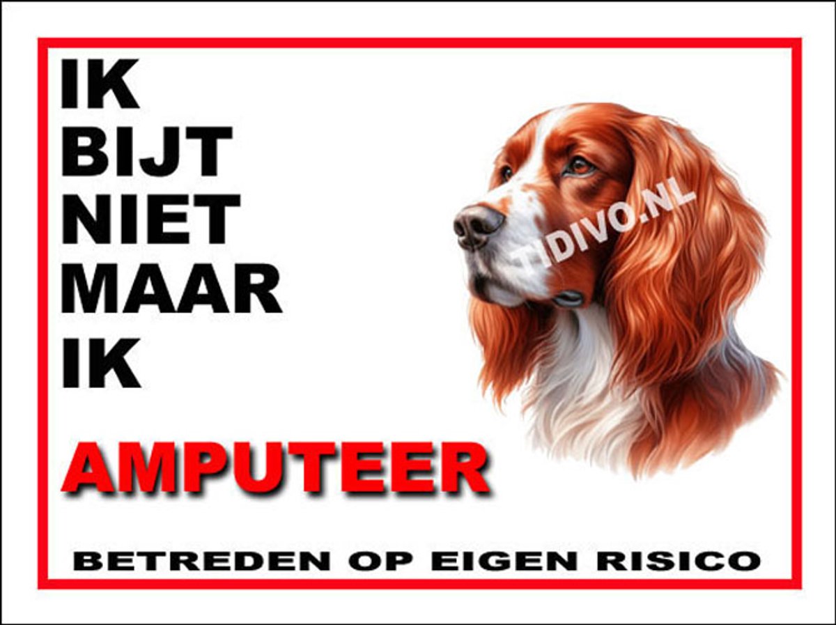 Ierse Setter 5