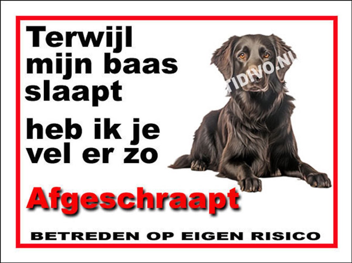 Flatcoated Retriever 15
