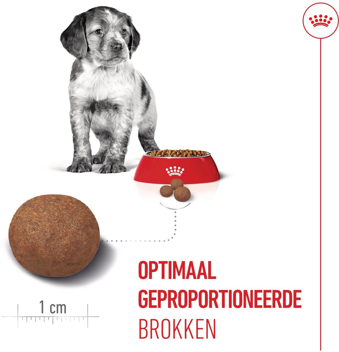 Royal Canin Puppy Medium - 4 KG - Hondenbrokken thumbnail 6