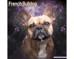 Franse Bulldog Kalender 2026
