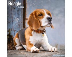 Beagle Kalender 2026