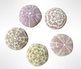 5 stuks Alfonso zee-egelschelpen/moederdag/kado voor mama/mamma/moederdagidee/kadotip/voor mamma/moederdagcadeau