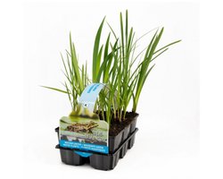 Moerings Inheemse Vijverplanten Mix | In Thema Sixpack