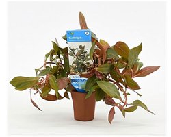 Moerings Ludwigia Repens Diamond Red in Terracotta Pot - Rood