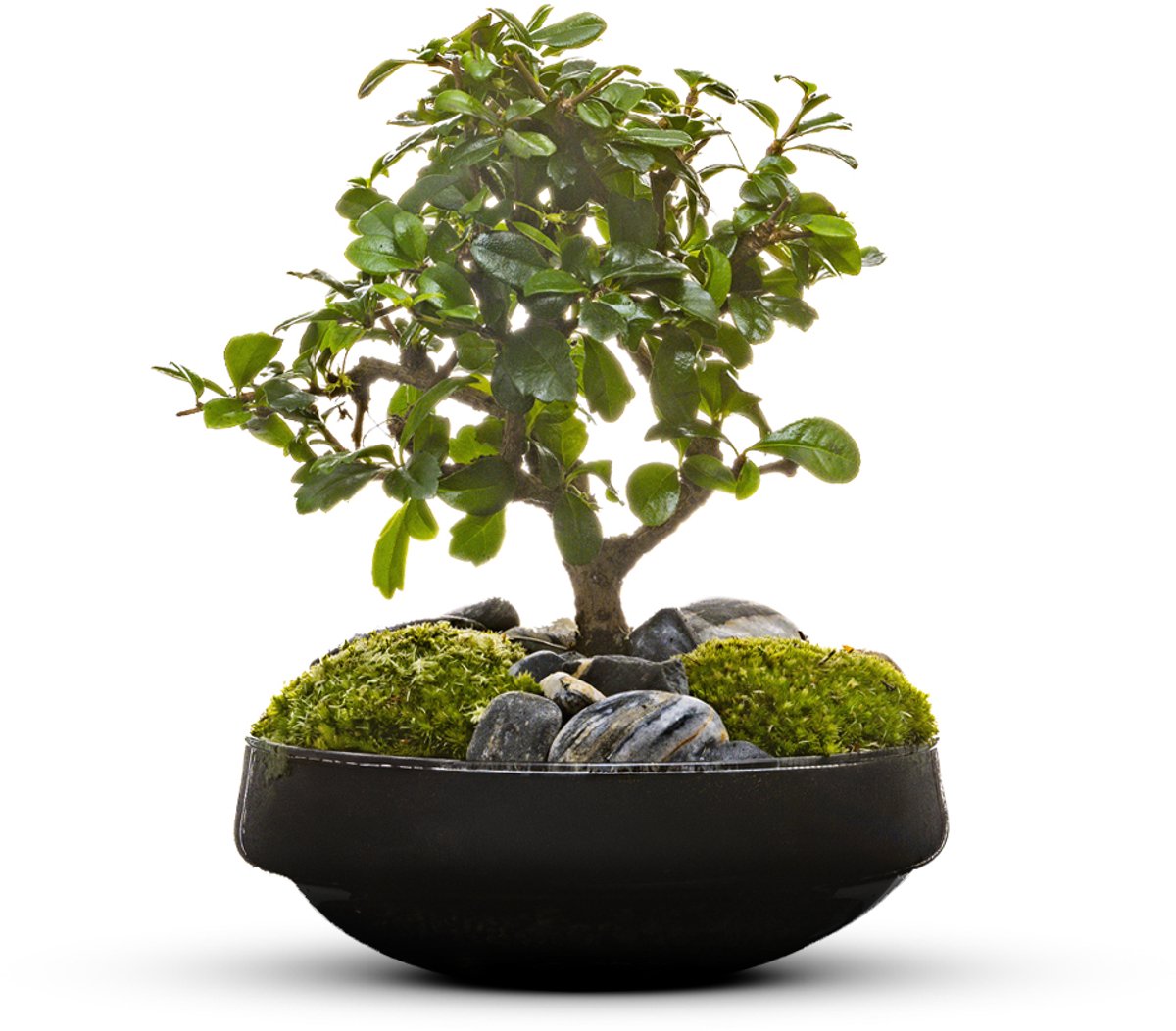 The Green Bottle Garden - Iris Bonsai - Terrarium - bonsai - kant en klaar-