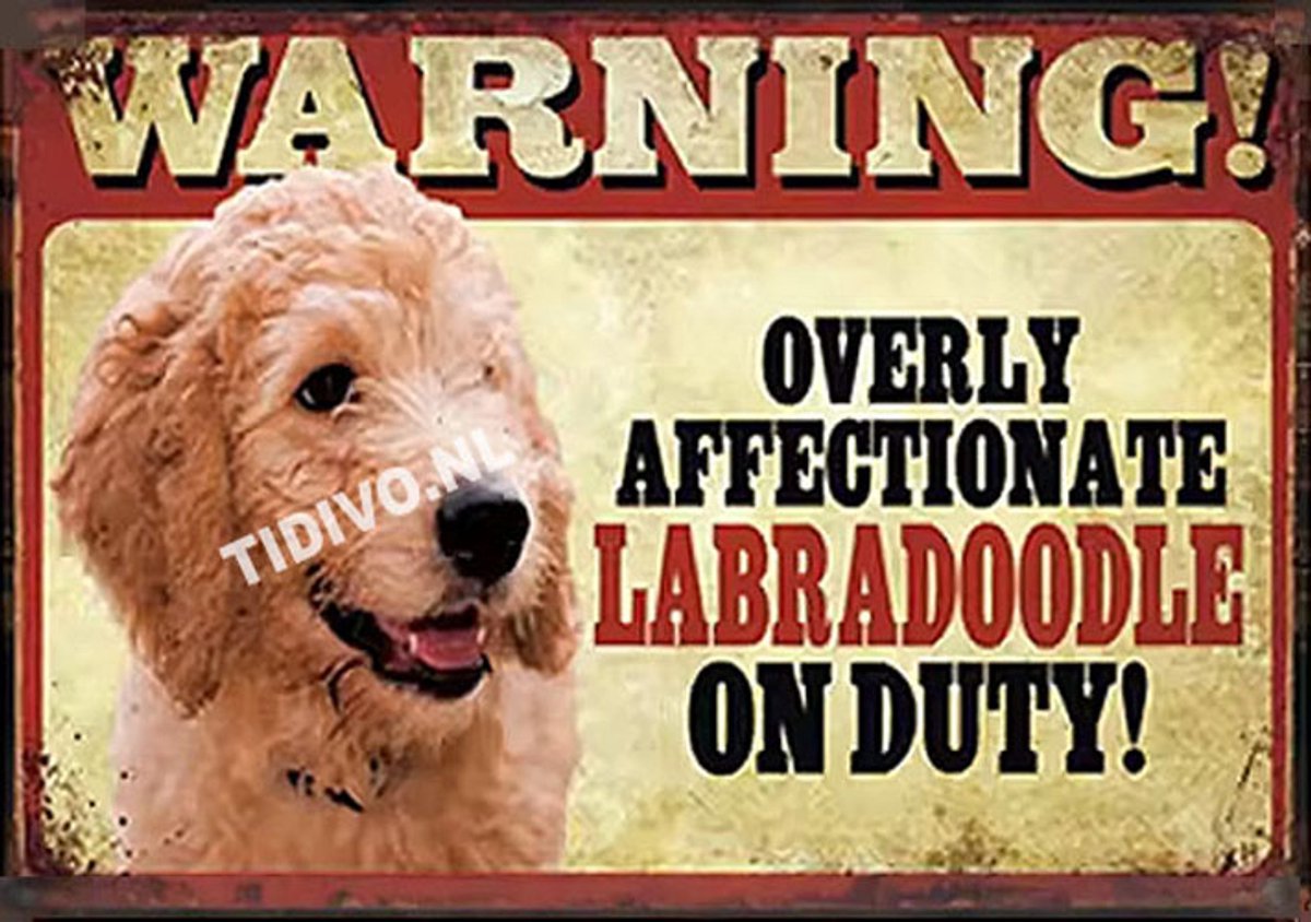 Labradoodle 21