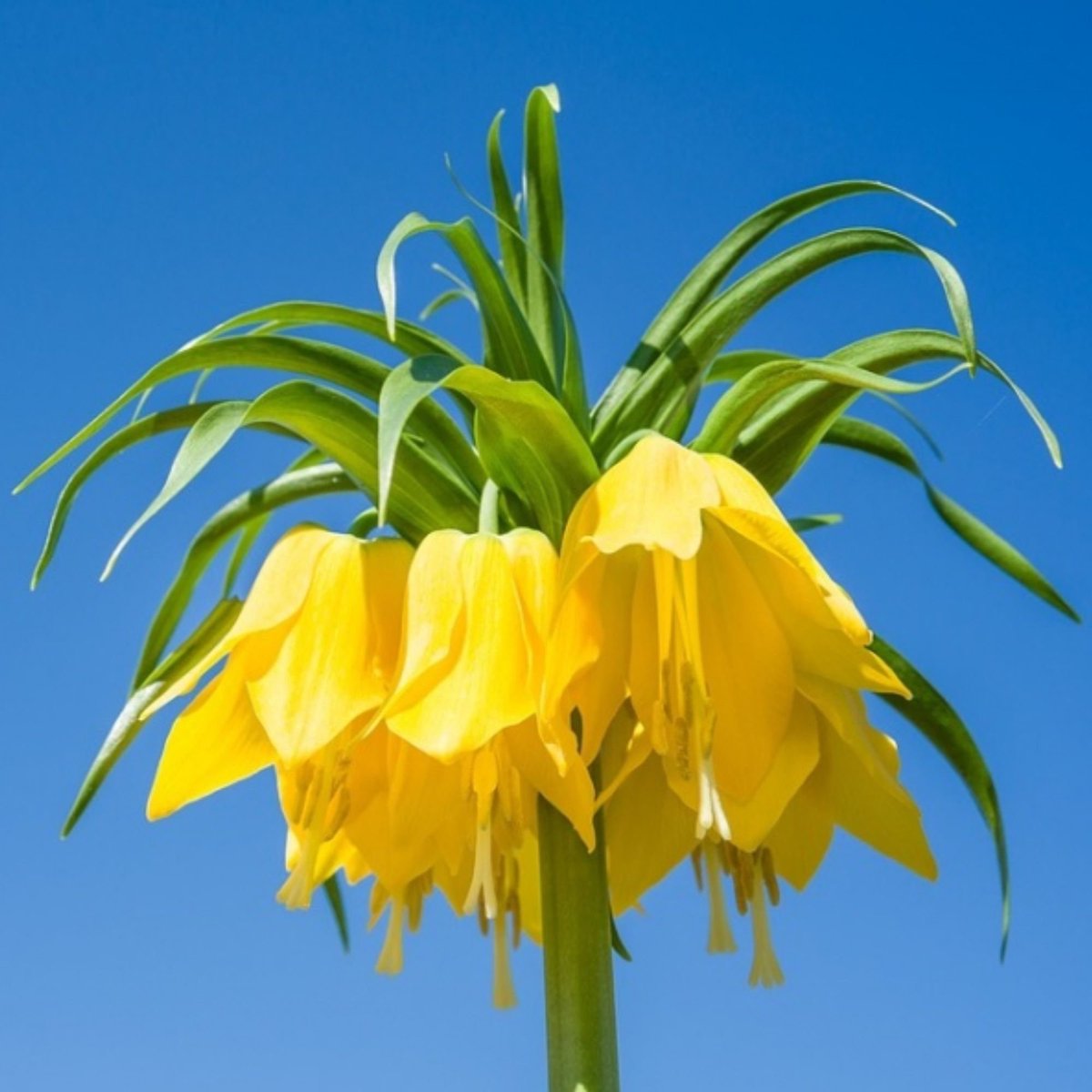 Kieuwtulp (Fritillaria) - imperialis Lutea - Keizerskroon - Snijbloemen - Geurend - Voorjaarsbollen - bloeit in April / Mei