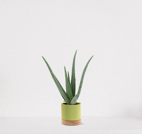 Aloë Vera en pot décoratif Emma bois vert citron – succulente – facile d’entretien – 35-45cm – Ø13 – livrée avec cache-pot – fraîchement sortie de la pépinière