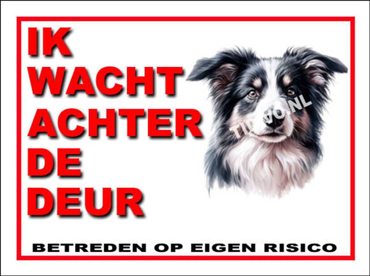 Border Collie 10