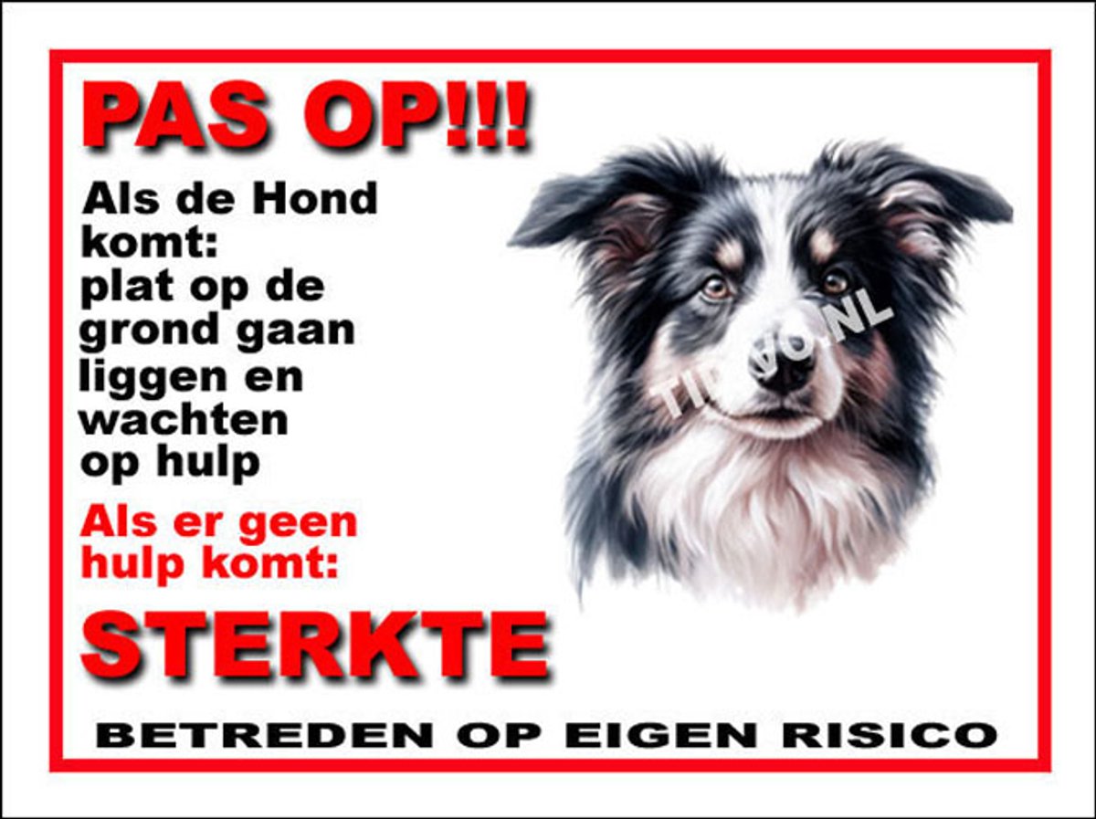 Border Collie 12