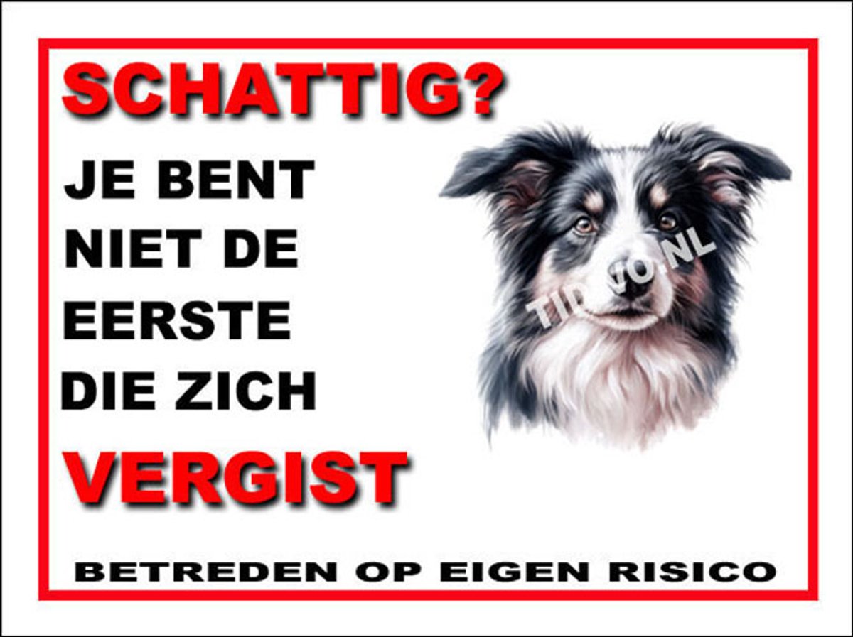 Border Collie 14