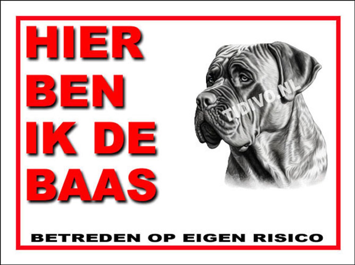 Boerboel 2
