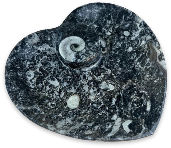 Plat fossile Ammonite en forme de coeur