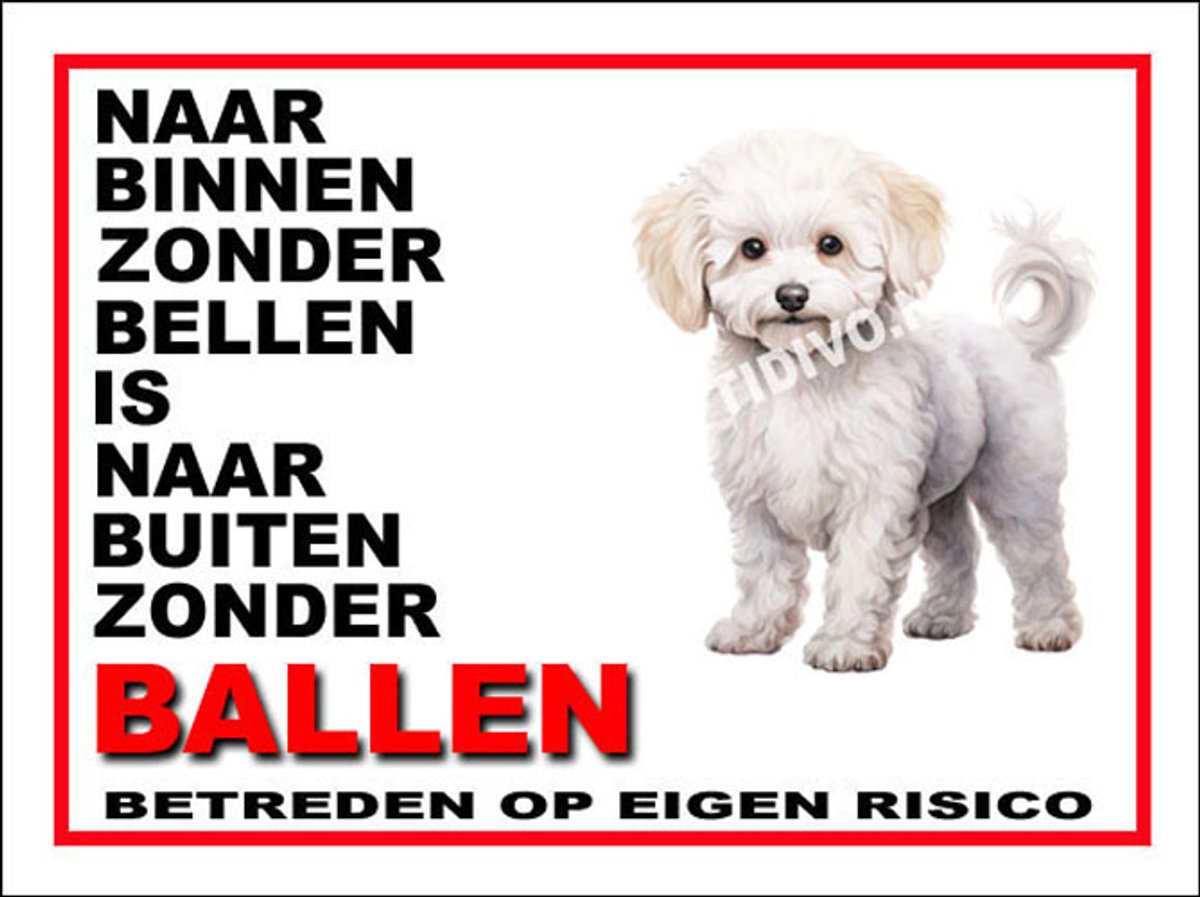 Bichon frisé 11