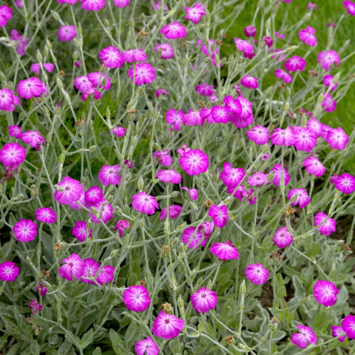 Lychnis coronaria - Prikneus - Vaste planten - bloeit in Mei / Juni / Juli