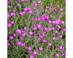 Lychnis coronaria - Prikneus - Vaste planten - bloeit in Mei / Juni / Juli