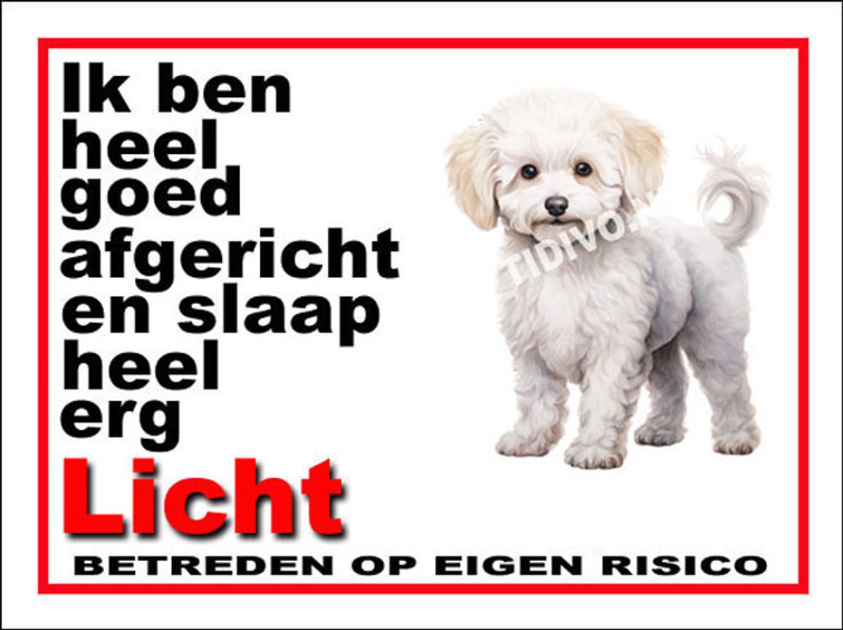 Bichon frisé 4