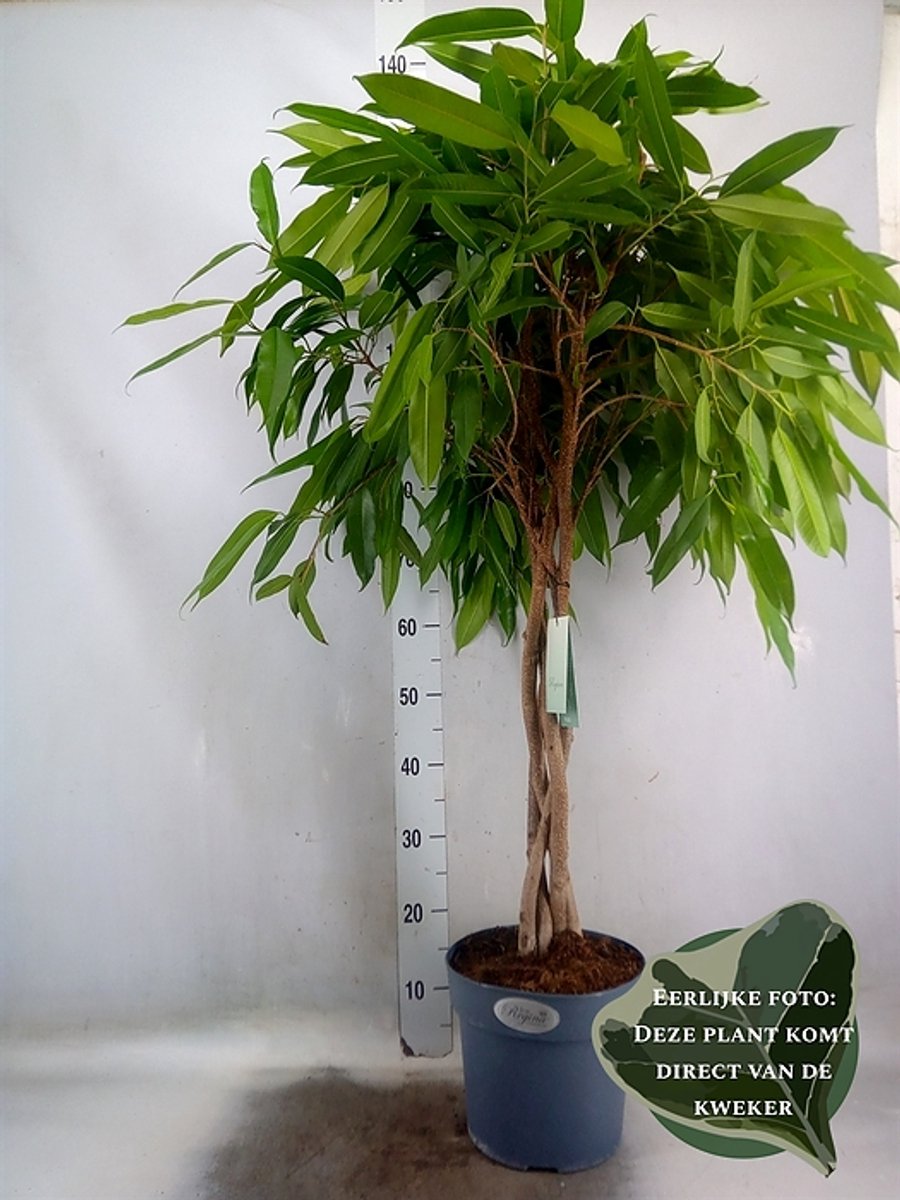 Ficus binn. 'Amstel King' - Hoogte 100cm - Potmaat 24cm - Luchtzuiverende Kamerplant - Plant binnen