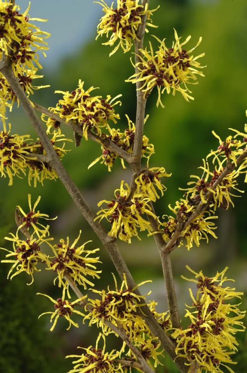 Plants Online - Tuinplanten - Heesters - Set van 1 - Hamamelis intermedia 'Westerstede' - 10 liter pot - Plant 100-125 cm