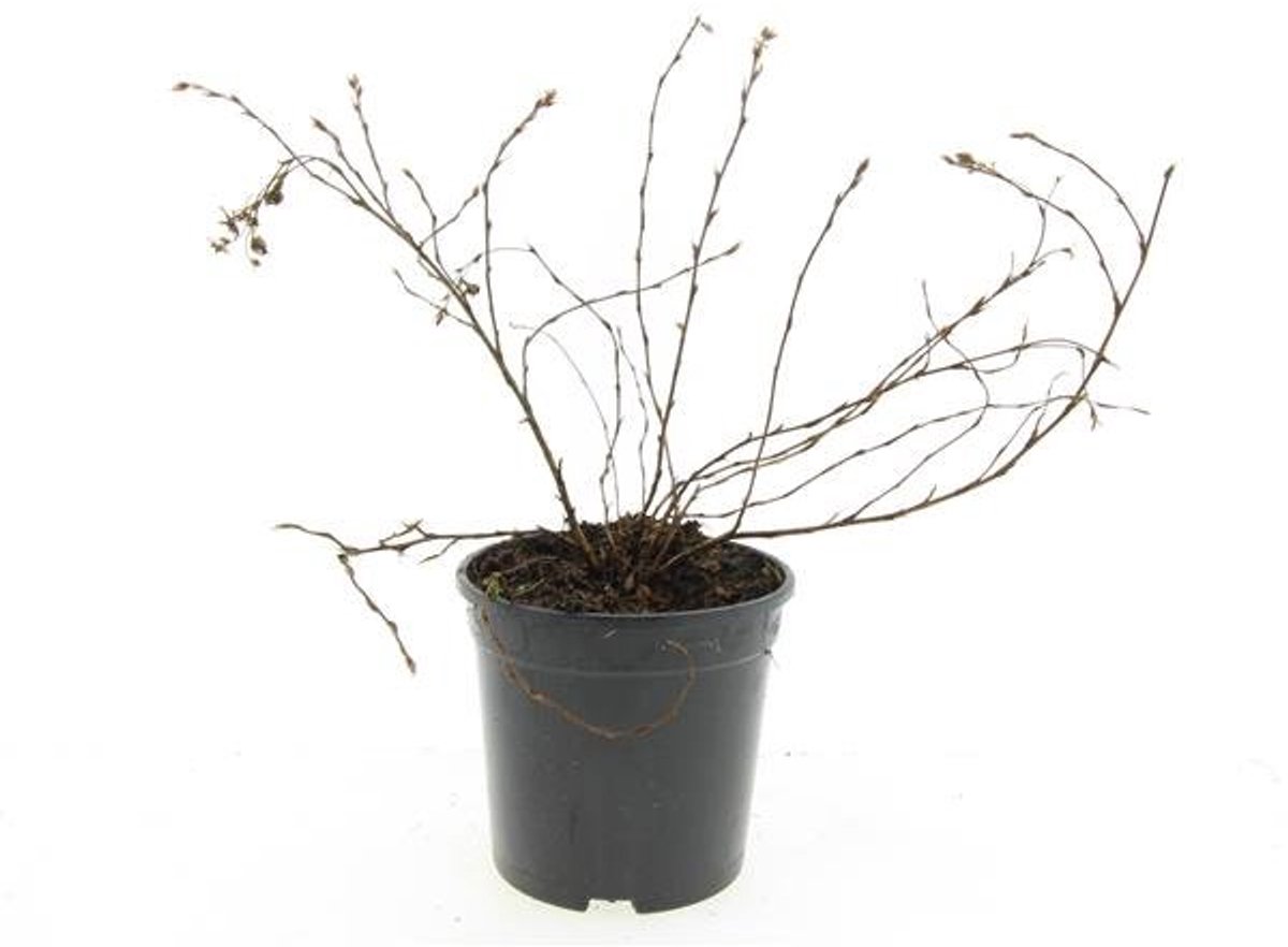 Plants Online - Tuinplanten - Heesters - Set van 1 - - Potentilla fruticosa 'Elizabeth' - 1 liter pot - Plant