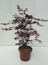 Plants Online - Tuinplanten - Heesters - Set van 1 - Acer palmatum 'Bloodgood' C15 80-100 cm