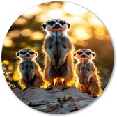 Familie meerkatten bij zonsondergang - Meerkats wandcirkels - Rond kunstwerk meerkatten - Hyperrealisme - Industriële Forex muurcirkel - Muurkunst woonkamer - muurcirkel forex 80x80 cm