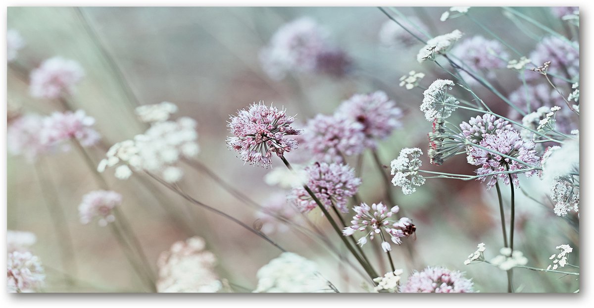 Tulup Glasschilderij - Foto Schilderij Op Glas Knoflookbloemen - 100 cm x 50 cm - Weiß Schilderij Glas - Schilderij Op Glas - Klassieke Glasafbeeldingen - Schilderij Glas - Glaspanelen voor de Keuken
