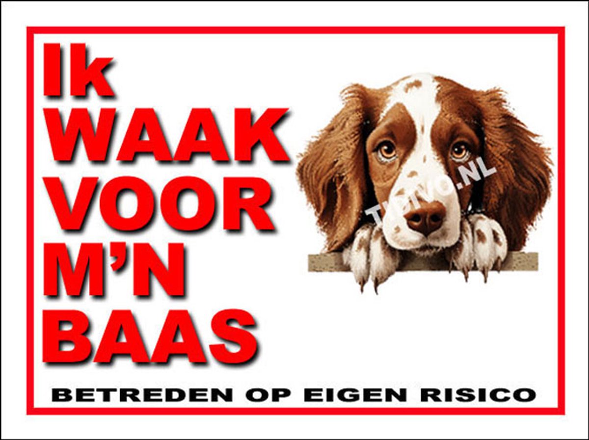 Welsh Springer Spaniel 9