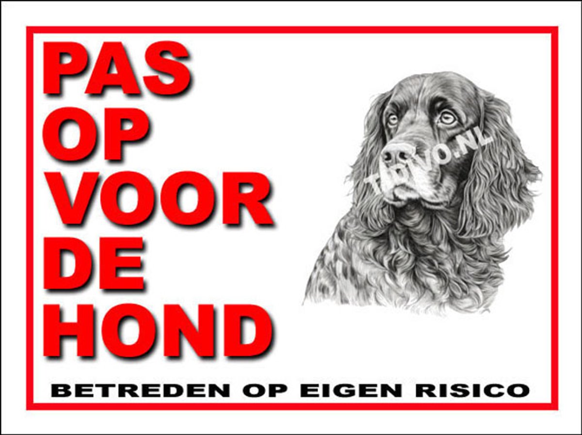 Field Spaniel 13