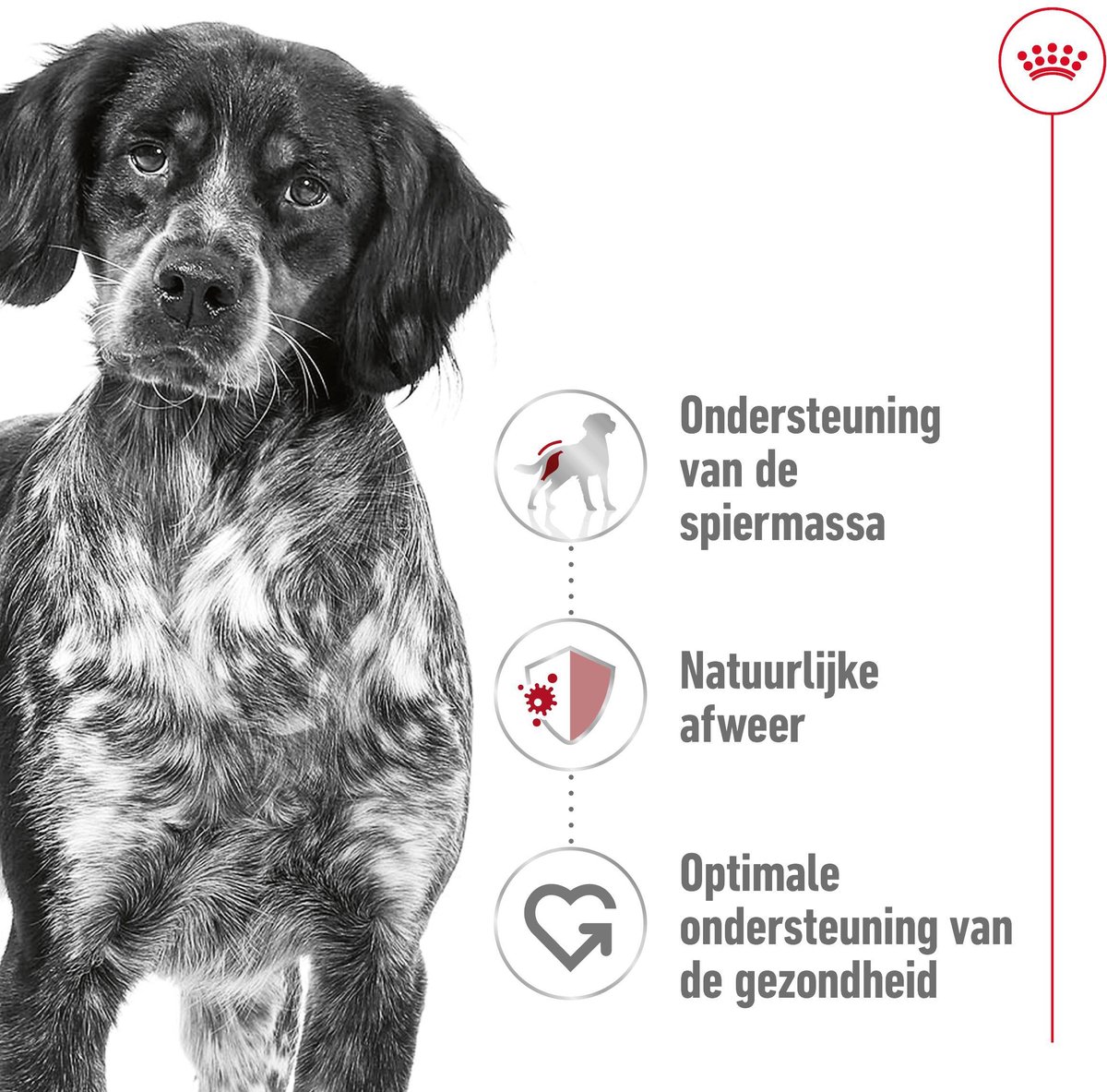 Royal Canin Medium Adult - Voeding voor volwassen middelgrote honden thumbnail 2