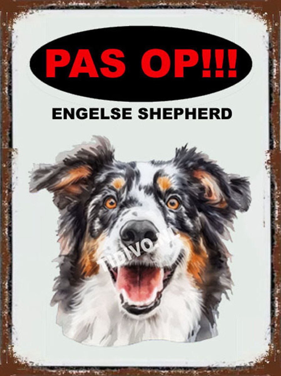 Engelse Shepherd 17