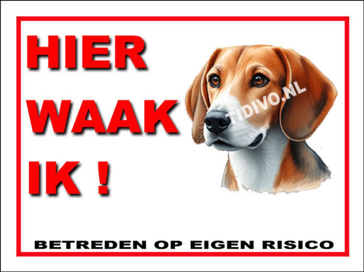 Engelse Foxhound 3