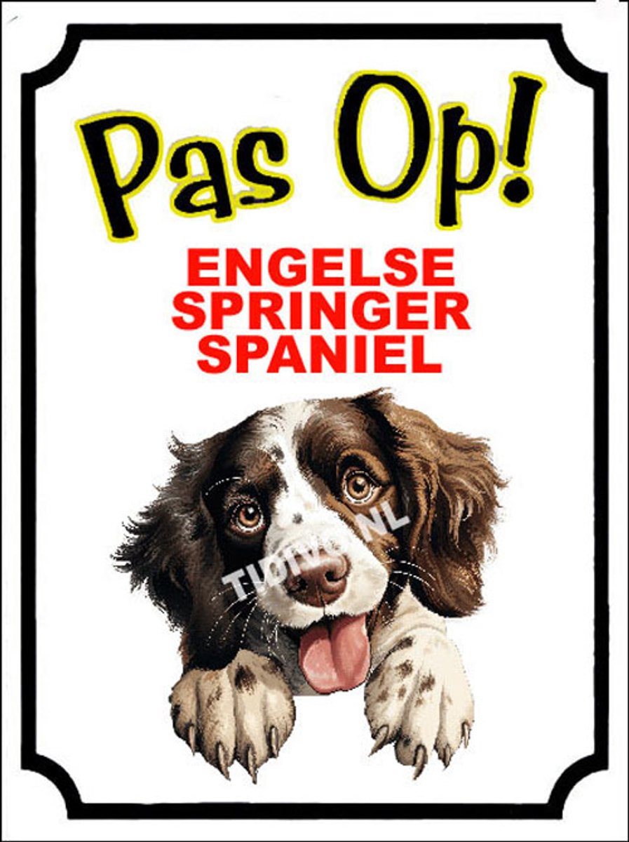 Engelse Springer Spaniel 16