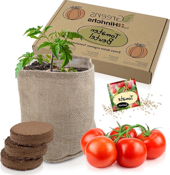 Exotische Samen Tomaten-Paket Mit 4 Sorten Tomatillo & Physalis – Über 65 Samen Für Deinen Garten Physalis Ground Cherry Saatgut Paket 4 Sorten 65 Samen