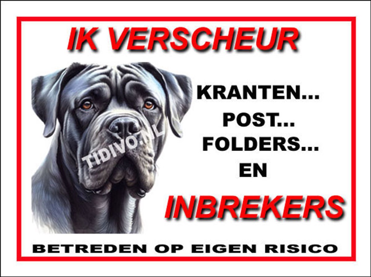 Cane Corso 8