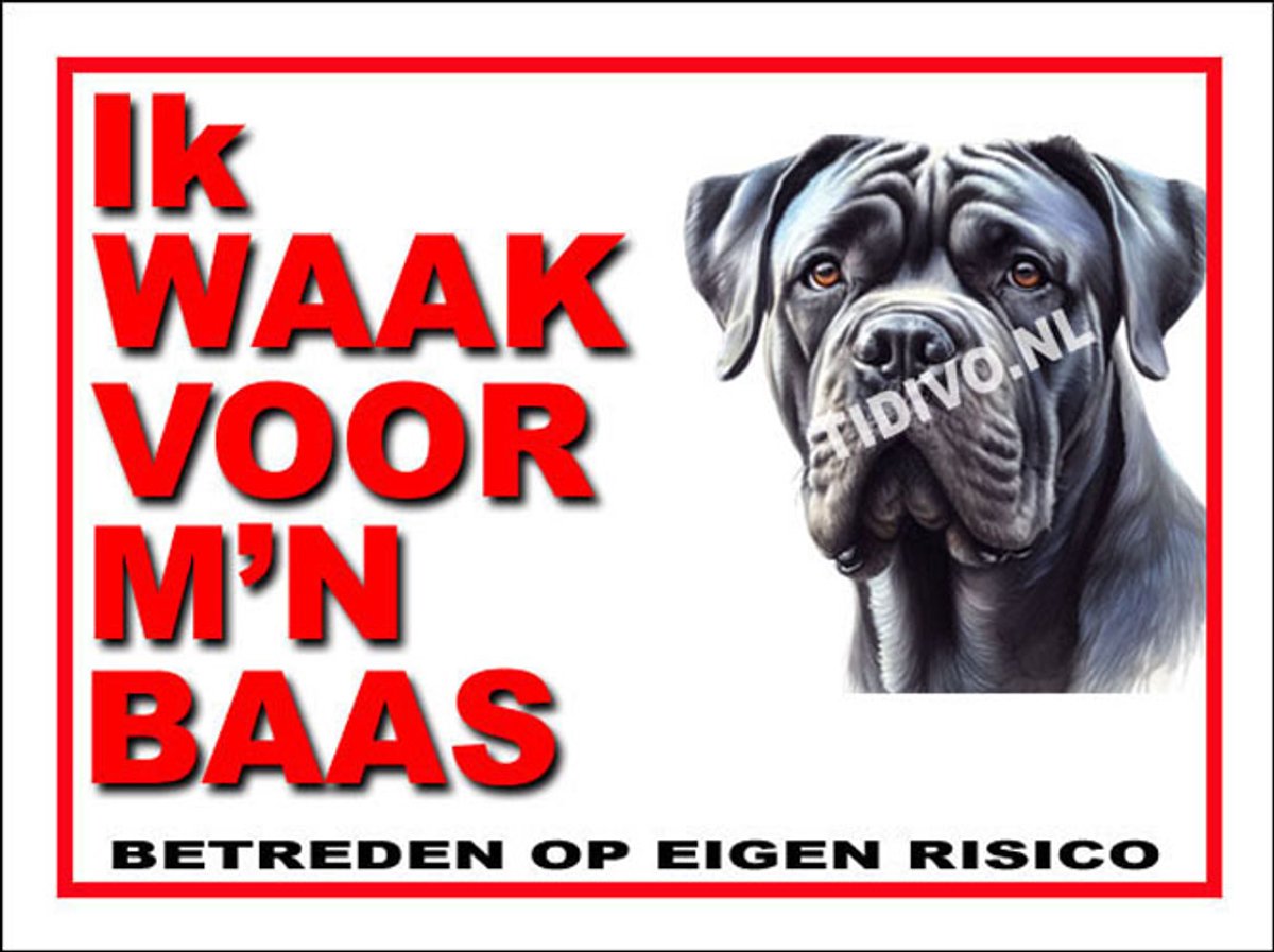 Cane Corso 9